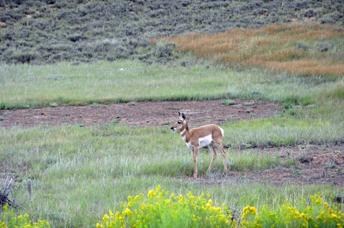 deer in Bryce Canyon